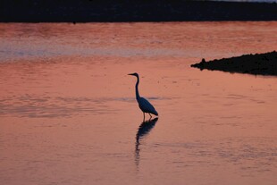 夕阳下的独鹭立水间