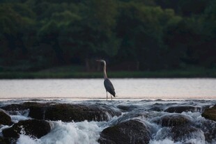 鹭立溪边 观流水潺潺