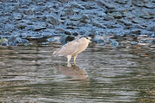 水边伫立的优雅鹭鸟