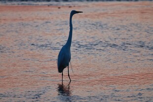 水边伫立的优雅长脖鹭鸟