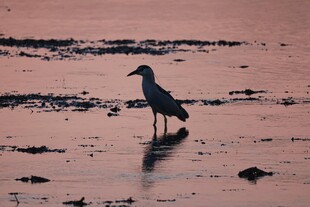 夕阳下的孤鸟岸边伫立
