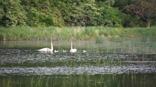 湖面上的两只优雅天鹅
