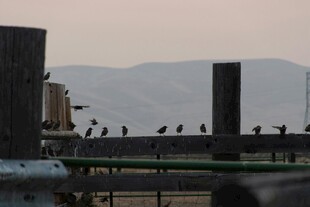 屋顶群鸟与远山景色