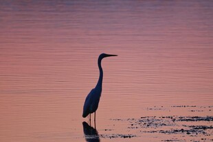 夕阳下伫立水边的鹭鸟