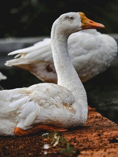 池塘边休憩的两只白鹅