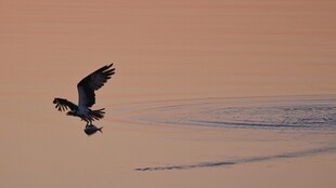 夕阳下飞鸟于海面翱翔
