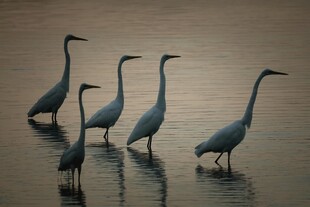 水边伫立的优雅白鹭群