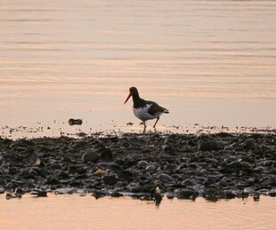 夕阳下湿地中的觅食水鸟