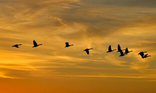 夕阳下群鸟翱翔天际