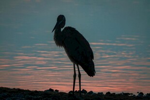 夕阳下独立的长脚鹭鸟