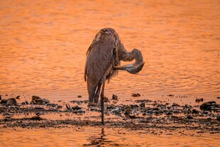 夕阳下独舞的优雅苍鹭