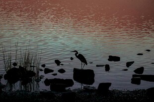 夕阳下湖畔的鹭鸟与石块
