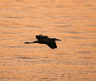 夕阳下飞鸟掠水