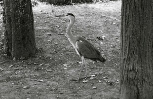 黑白画面中的站立苍鹭