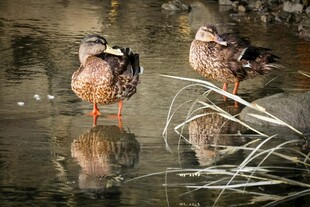 池塘边的两只鸭子