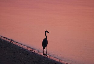 夕阳下的孤鹭