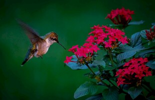 蜂鸟于红花间飞舞