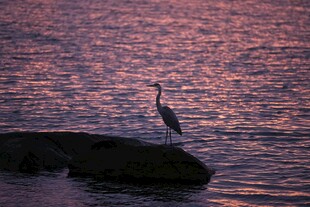 夕阳下孤鹭立于礁石