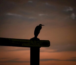黄昏时木杆上的孤独飞鸟