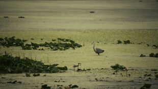湿地中的鸟类栖息场景