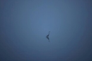 蓝天中翱翔的孤独飞鸟