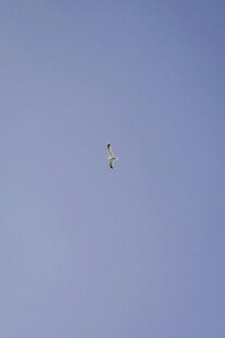 蓝天中飞翔的一只鸟