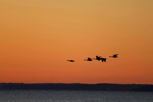 夕阳下飞鸟翱翔海面