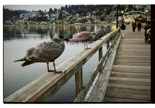 木栈道上的悠闲水鸟