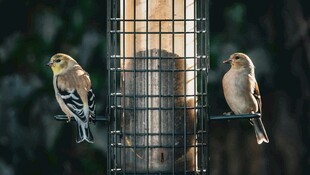 鸟儿在喂食器上进食