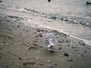 海滩上的海鸥与海浪