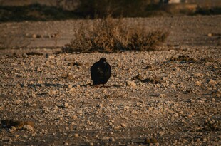  漠中的孤独黑色物体