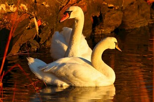 夕阳下的优雅天鹅