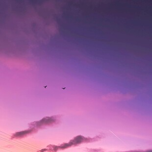 梦幻紫霞天空飞鸟景象