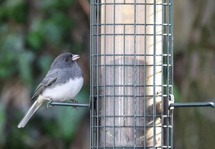 小鸟立于鸟食器旁