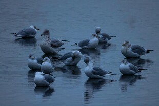 水面上休憩的一群鸟儿