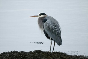 岸边伫立的灰鹭
