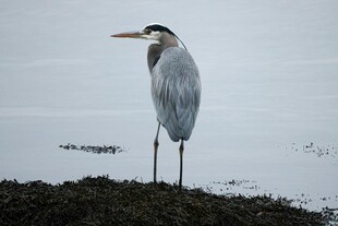 岸边伫立的灰鹭