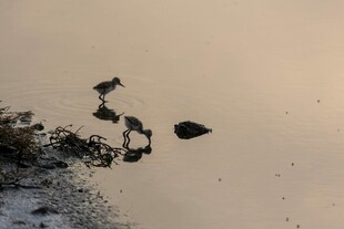 夕阳下水面的倒影景象