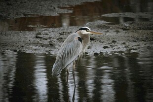 水边伫立的灰鹭