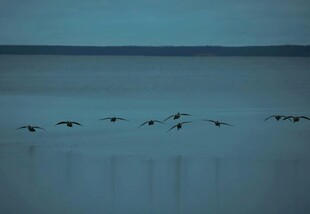 飞鸟于水面之上的静谧景象