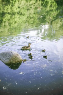 溪边静卧的大石与水中石块