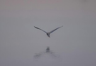 飞鸟于水面的优雅瞬间