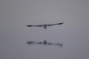 海鸥水面展翅飞翔