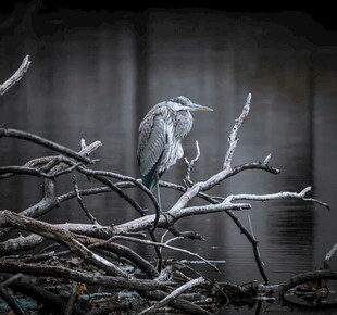 灰鹭立于枯枝之上
