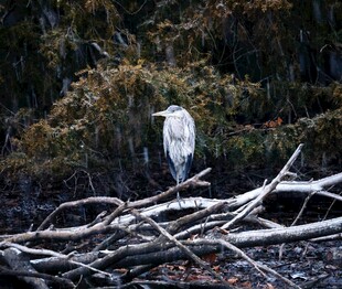 孤鹭立于枯木之上
