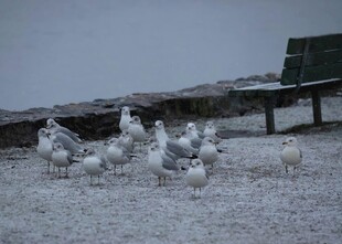 雪地上聚集的一群海鸥