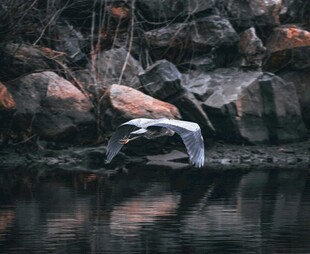 水边飞鸟与岩石景象