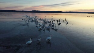 夕阳下湖面上的群鸟飞舞