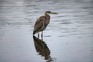 水边伫立的灰鹭