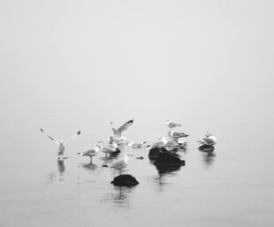 水面上的黑白抽象景观